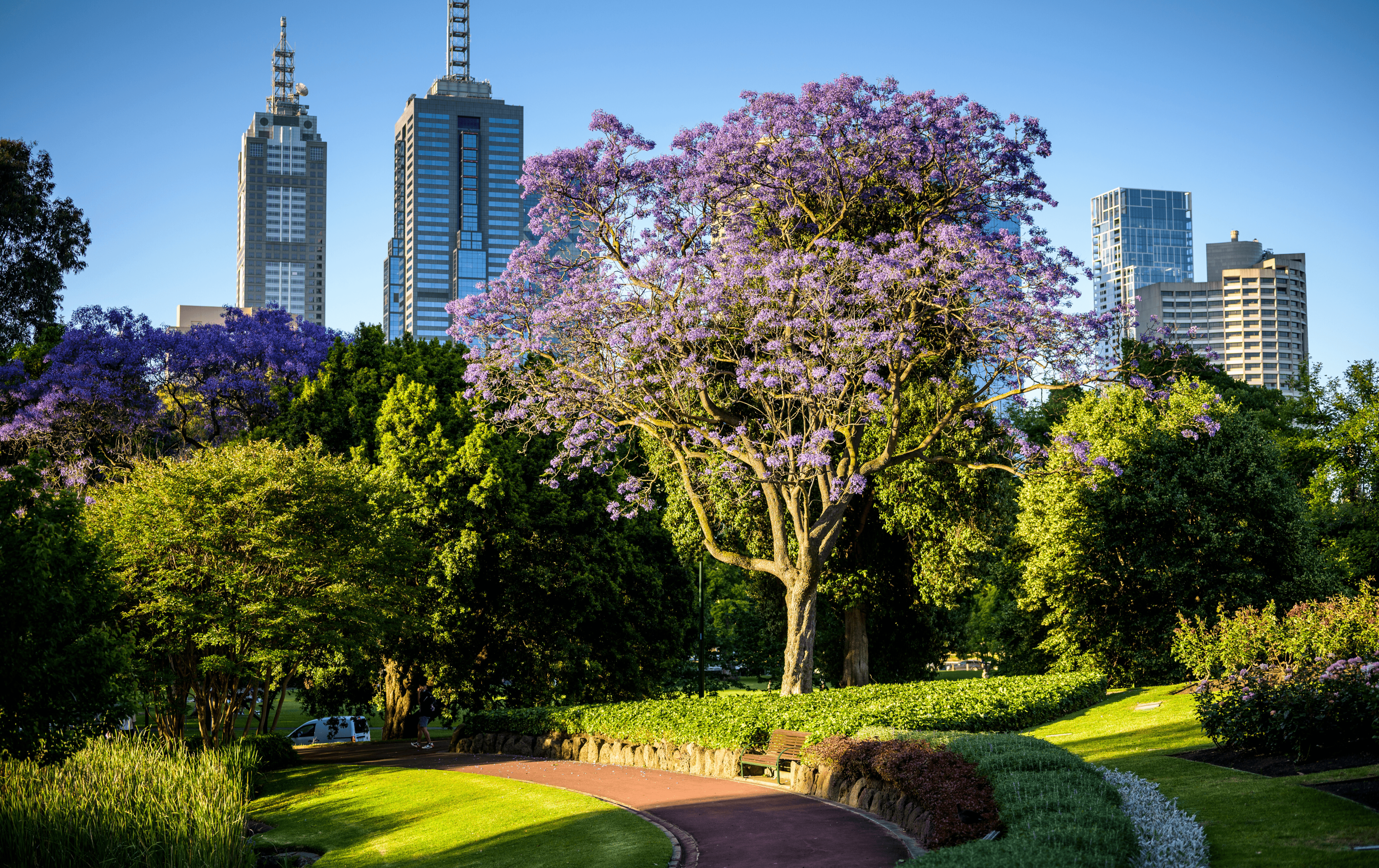 A shot of a jacaranda tree with the CBD in the background.